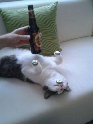 Kočka a pivo