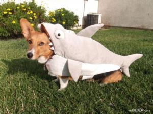 Pes vs. žralok