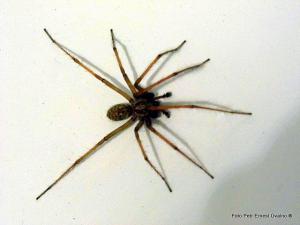 Pavouk ve vaně