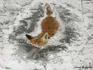 Zamrznutý Firefox :D