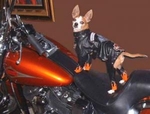 Pes motorkář