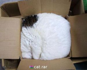Kočka.rar, kočka v krabici