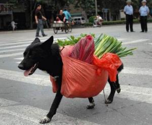 Nakupující pes