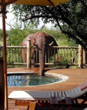 Pijící slon