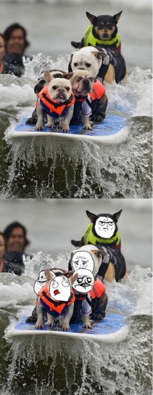 Psi na vodě