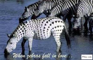 zamilovaná zebra
