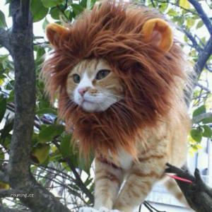 Kočičí lev