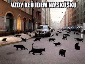 Černé kočky přes cestu:D