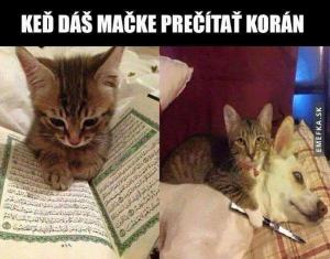 Když dáš kočce Korán