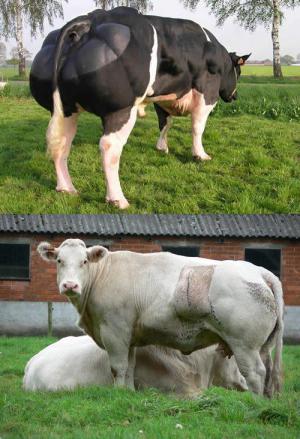 Namakaná kráva