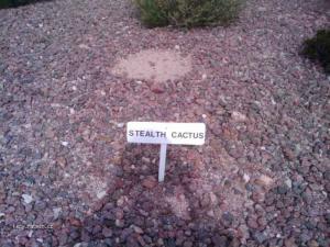 stealth cactus
