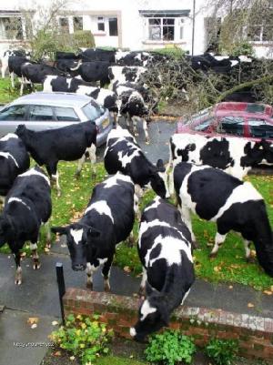 kravy v meste