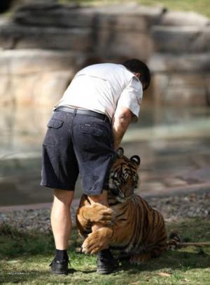 Tiger Gives Hug