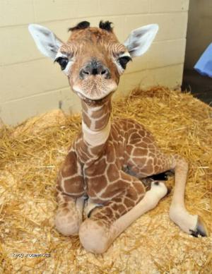 little giraffe