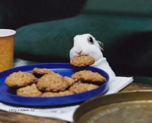 easterbunny eating  cookies