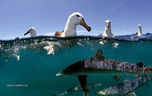 Albatrosses above dozens of hungry sharks