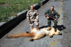 Dead big squirrel