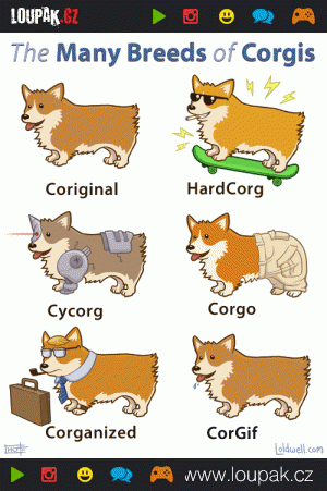 The many breeds of corgis