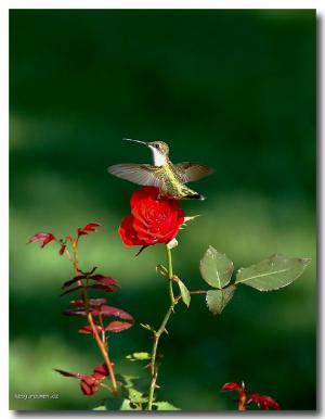 Hummingbird and Rose II