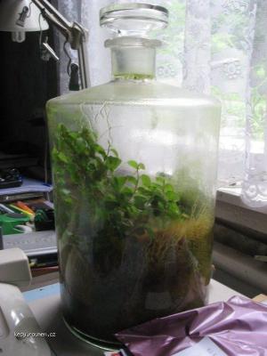 one cm3 of moss  one teaspoon of water  airtight conditions