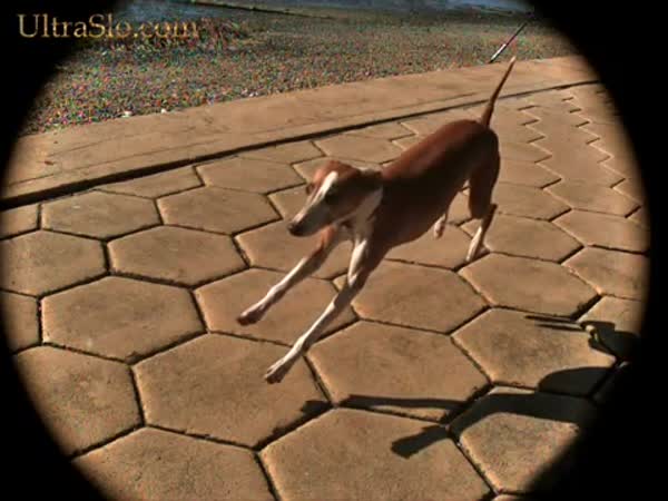 Slow motion - Běžící pes