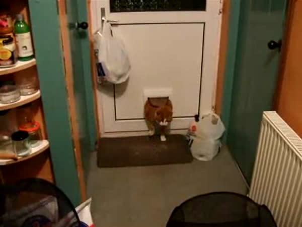 Vykrmená kočička a dveře