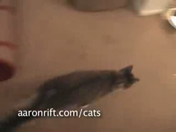 Kočky a laser