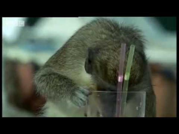 Dokument BBC - Opice a alkohol