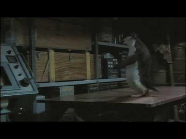 Tučňák umí hrát stolní tenis [reklama]