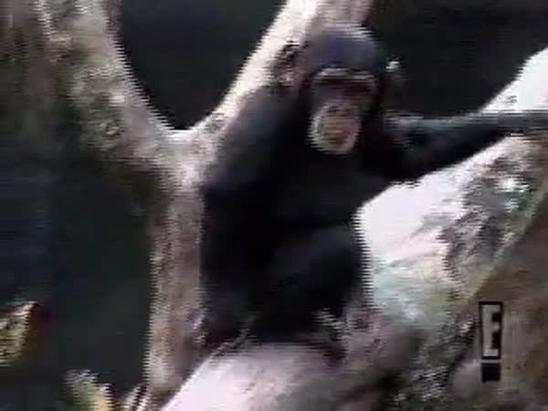 Opička - Nestrkej prsty, kam nemáš!