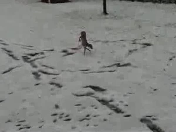 Pejsek , který nemá rád sníh