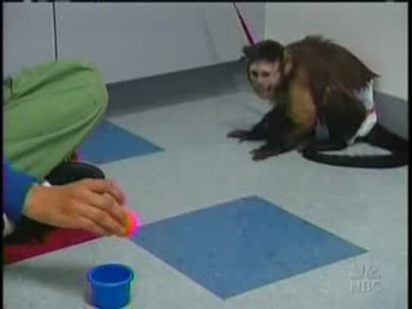 Opička pomáhá postiženým lidem