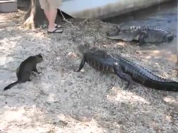 Kočka šikanuje aligátora