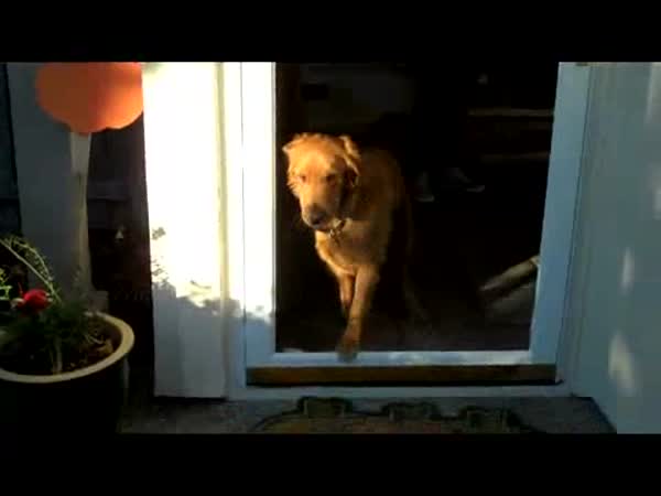 Pes vs. Skleněné dveře