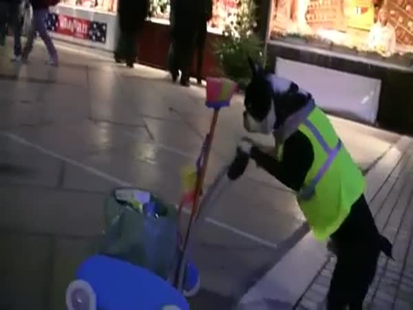 Pes uklízí náměstí