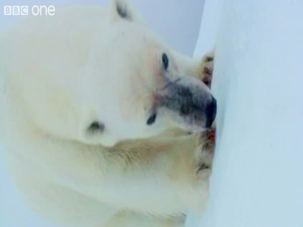 Lední medvědi - špionážní kamera