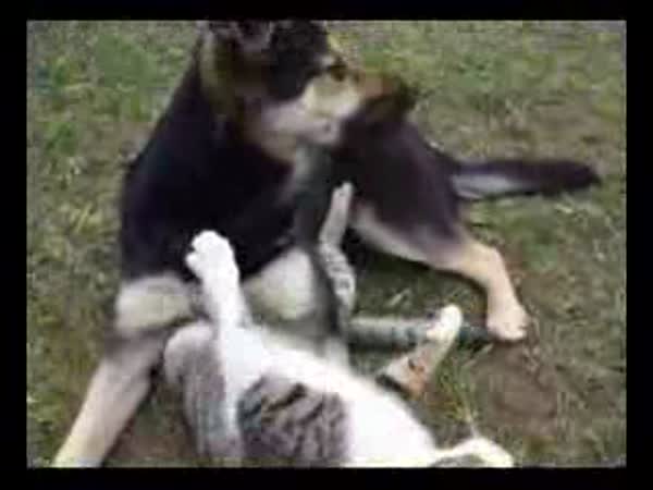 Pes a kočka se mordují