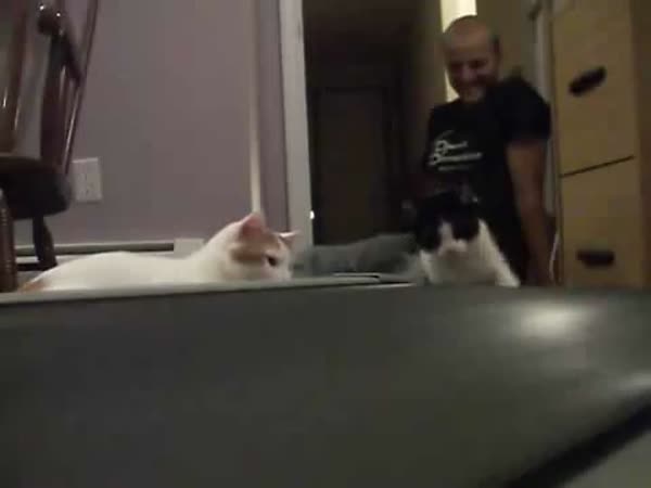 Kočky zkoumají běžící pás