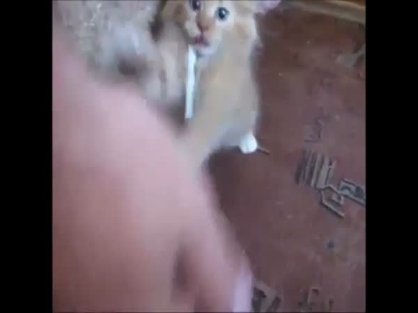 Kočka cigaretový závislák