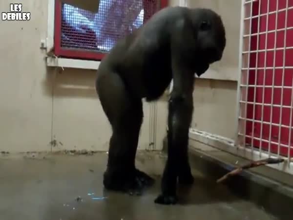 Gorilí breakdance