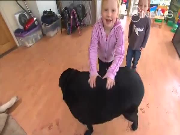 85 kilový labrador