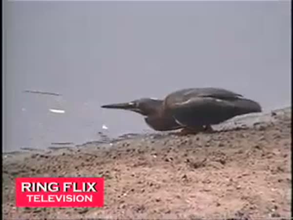 Pták co umí rybařit