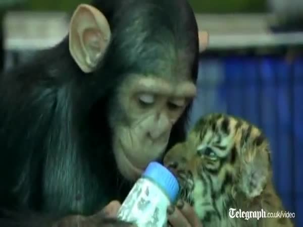 Šimpanzí chůva krmí mládě tygra