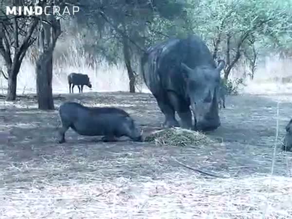 Nosorožec vs. prase