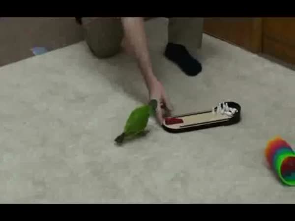 Papoušek rekordman