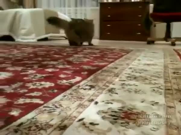 Hyperaktivní štěně vs. líná kočka
