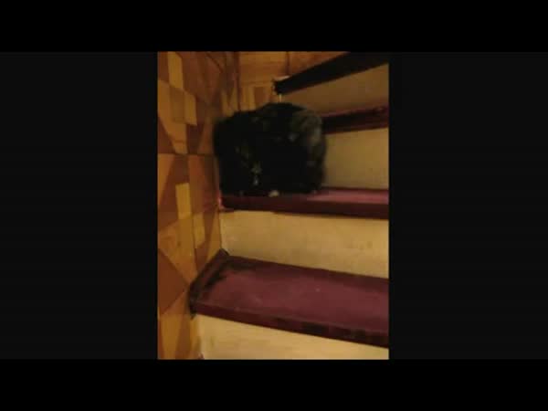Kočka - Zvláštní způsob lezení do schodů
