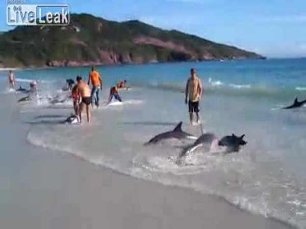 Záchrana 30 delfínů