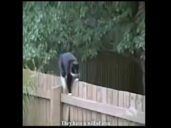 Ninja kočky