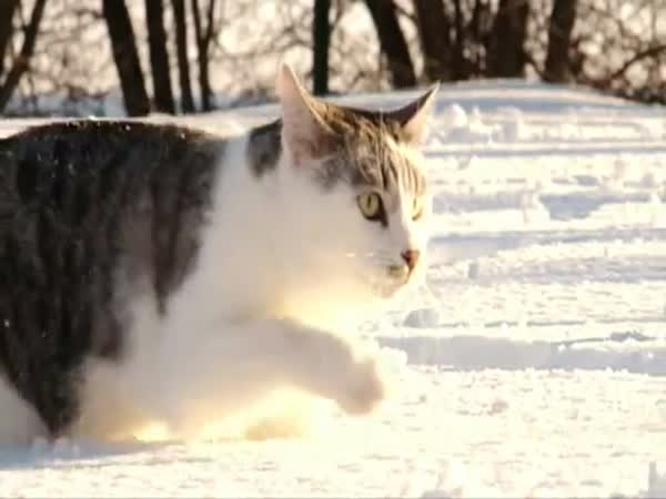 Kočka v hlubokém sněhu